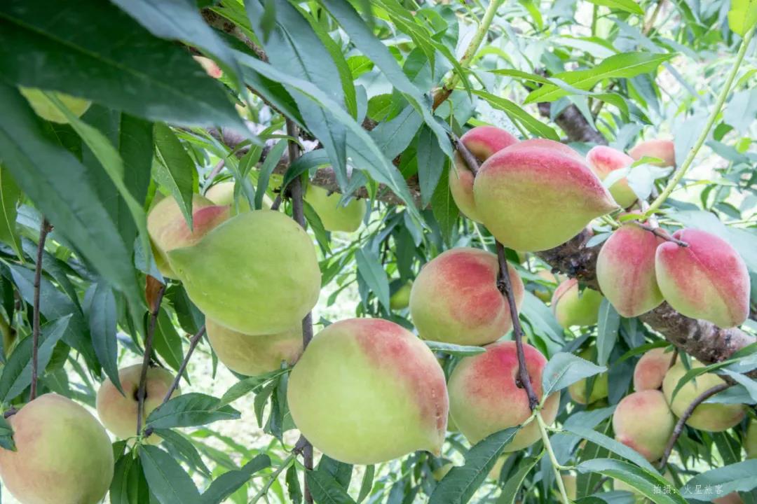 亲农好物｜翁源鹰嘴桃，好吃“桃”不掉！