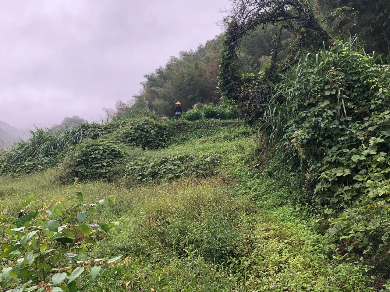 bifa必发集团规划 | 我司地皮整治项目二次荣登央视，荒地变良田，智绘好丰景